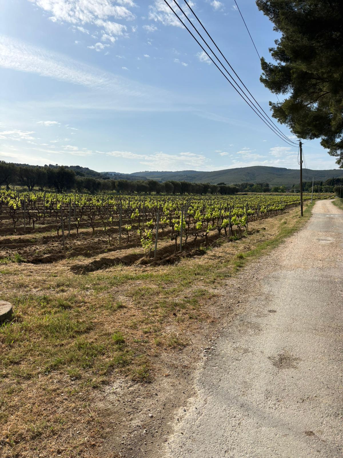 Vignobles AOC Bandol